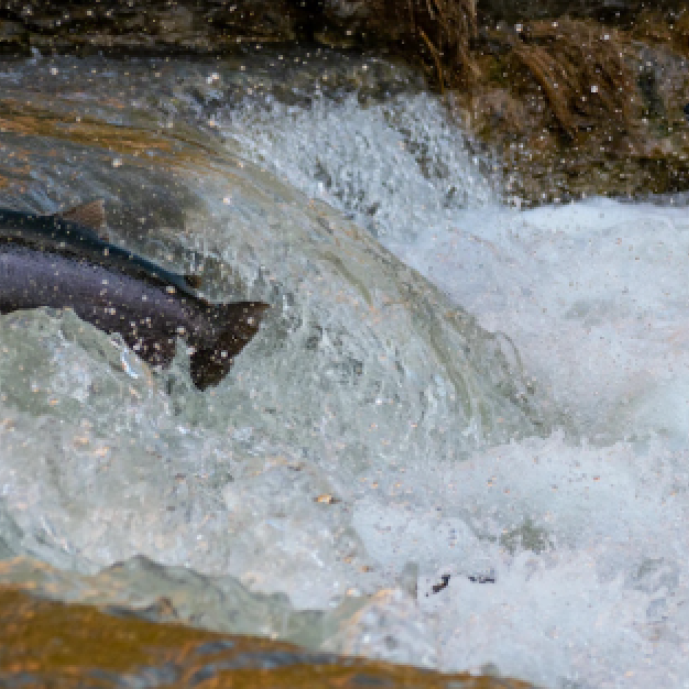 Center for Watershed science