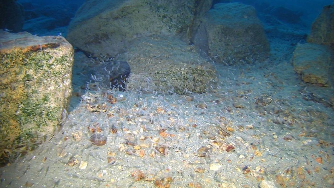 A photo taken by a remotely operated vehicle of Mysis shrimp at the bottom of Lake Tahoe. Photo: Robin Li/Seamor Marine Ltd. Invasive Shrimp