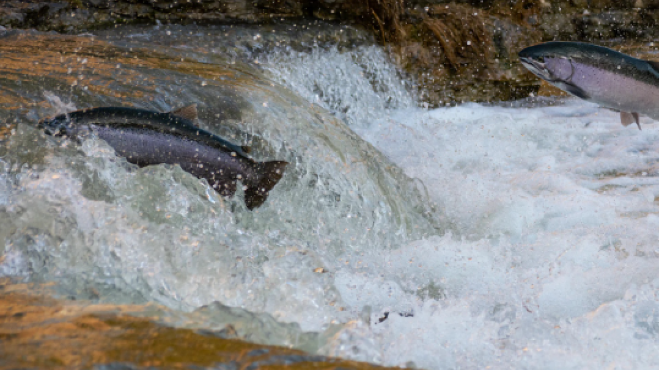 Center for Watershed science