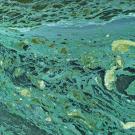 Algae Bloom 